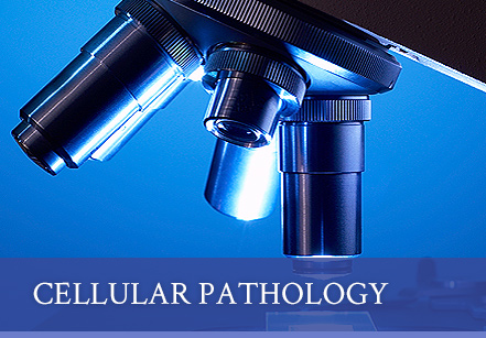 Speech pathology admissions essays
